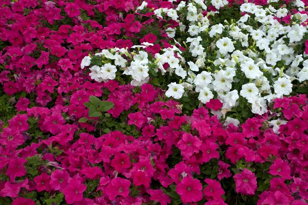 Crucial pool safety guidelines for uk home builders: key practices you simply can"t overlook!