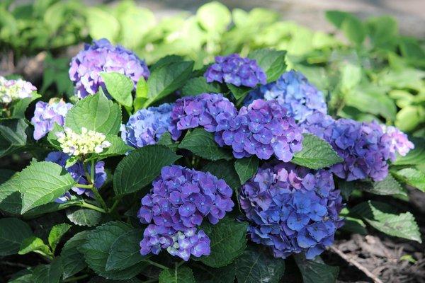 Reliable dry cleaning in south london with door-to-door service