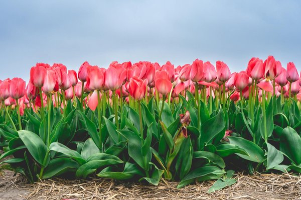 Top Low-Maintenance Flooring Solutions for a High-traffic Kitchen in Edinburgh