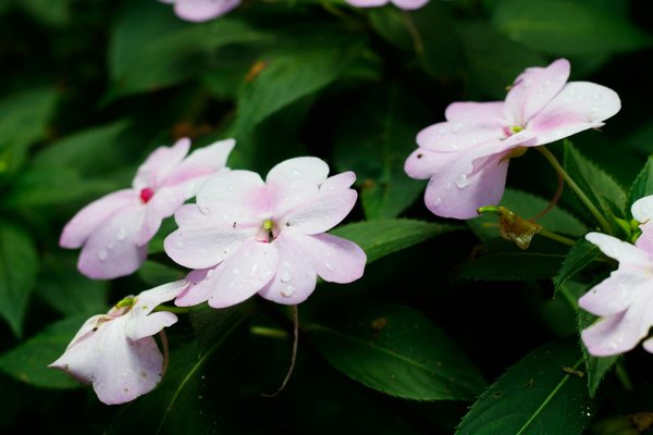 Driveway design in kingswood: beautify & enhance your home